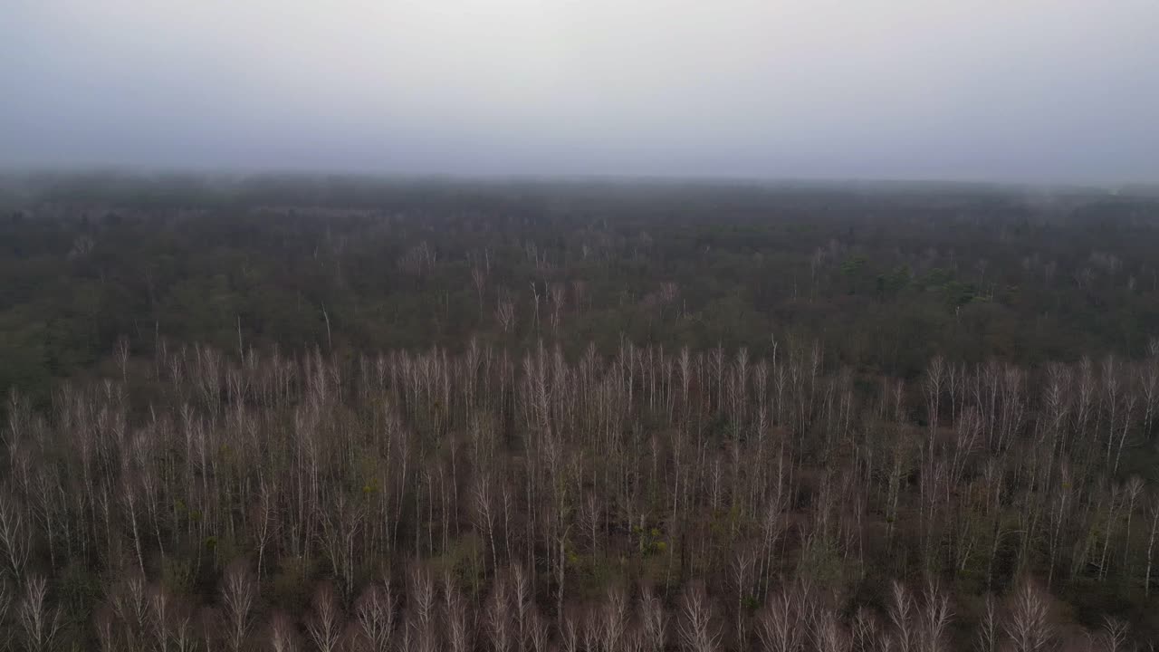 어두운 겨울 날에 잎이 없는 버드 숲을 고 있는 안개. 독특한 공중 전망 비행 도리 왼쪽 드론