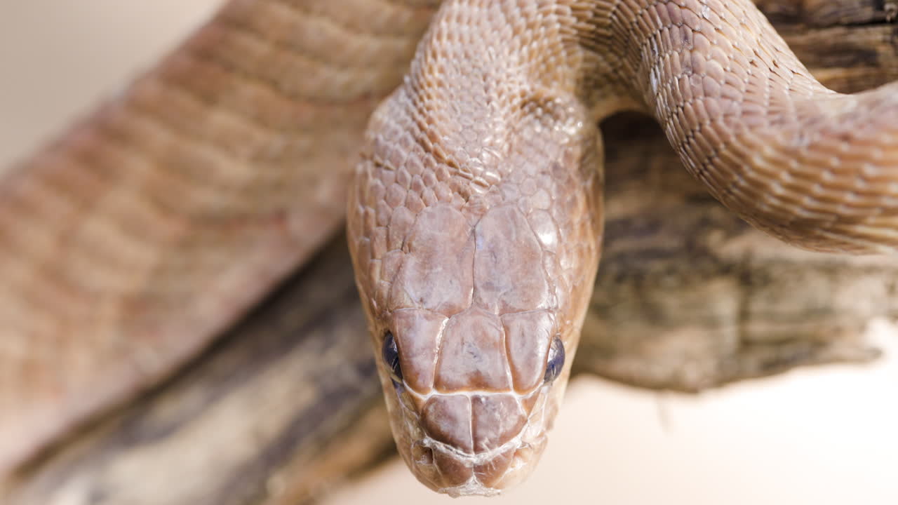 Top-down macro: Light-coloured Forsten's Cat Snake coiled in a striking defensive pose