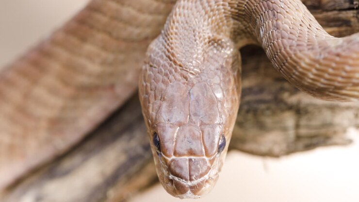 Top-down macro: Light-coloured Forsten's Cat Snake coiled in a striking defensive pose