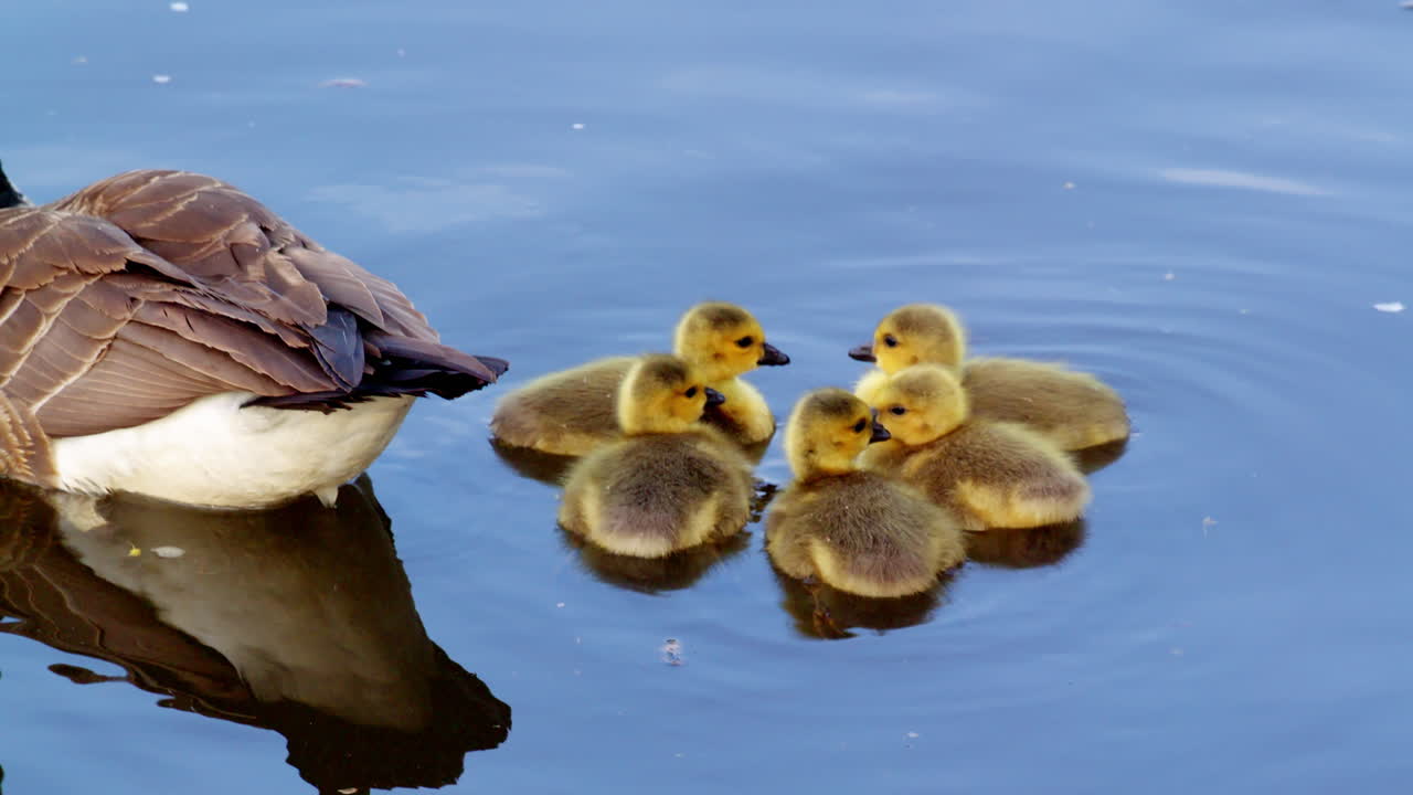 A heartwarming slow-mo of young goslings eating and playing near geese.