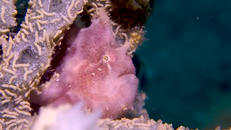 pez sapo de aleta rosa con señuelo de frente peluda respira lentamente escondido en coral