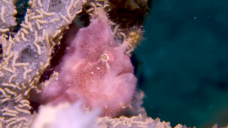 pink spotfin frogfish with hairy forehead lure breathes slowly hiding in coral