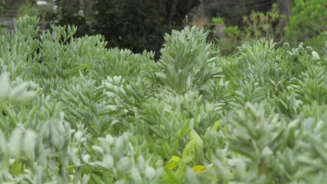 cultivo verde de la plantación de frijoles sacudiendo en el viento