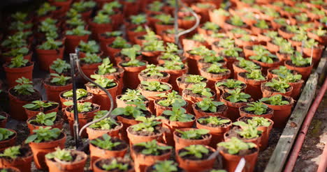 agriculture flower seedlings in greenhouse 9