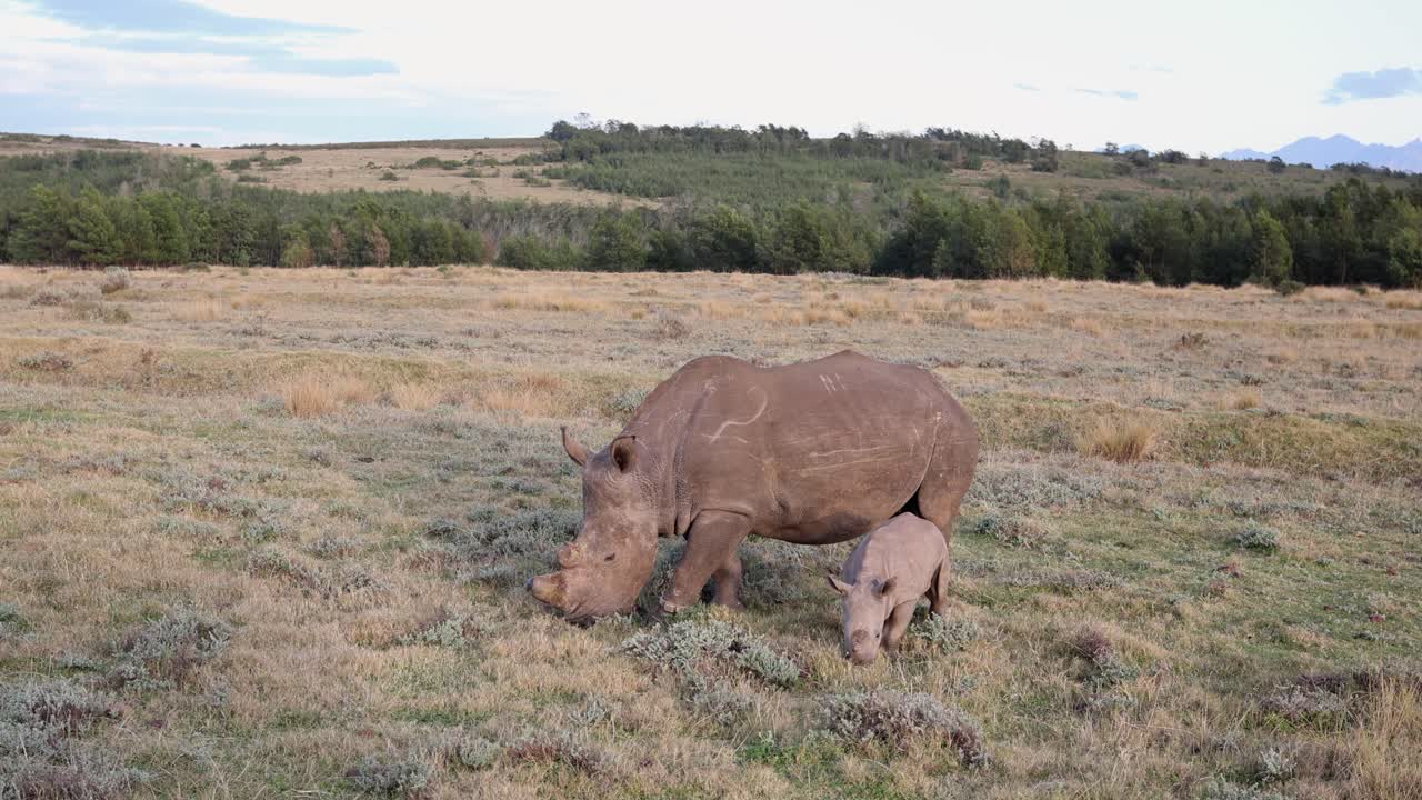 Mom with adorable baby rhino graze savanna grass in South Africa