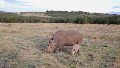 mom with adorable baby rhino graze savanna grass in south africa