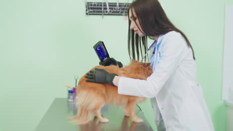 veterinarian examining a dog