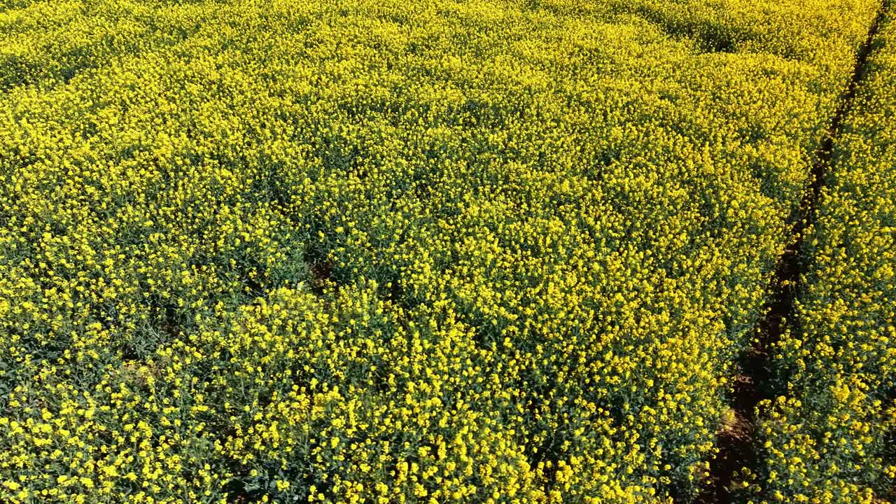 Ripresa con drone a bassa quota che si muove lateralmente sopra un denso campo di colza mostrando motivi naturali e filari