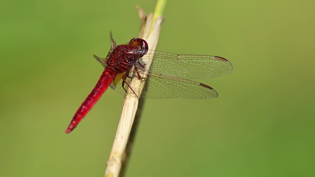Libellula scarlatta appollaiata su una pianta, catturata in macro dettaglio