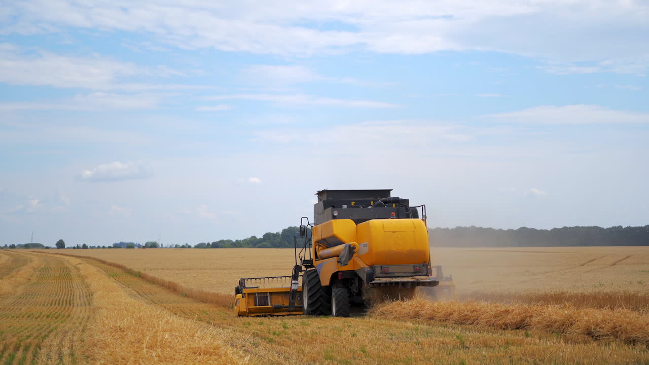 Machine harvesting golden wheat field. Combine harvesting ripe golden wheat on the field