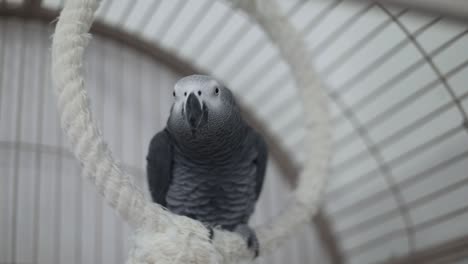 parrot playing around in his cage