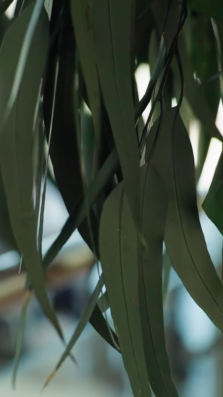 긴 초록색 잎을 가진 실내 식물의 클로즈업 뷰, 쇼핑몰 설정에서 포착. 배경은 예술적으로 흐릿하여 조용한 분위기를 만니다.