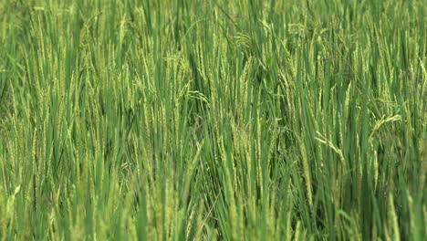 Exuberantes-Brotes-De-Arroz-Verde-Crecen-En-El-Campo-Agrícola-Asiático,-Vista-De-Cerca