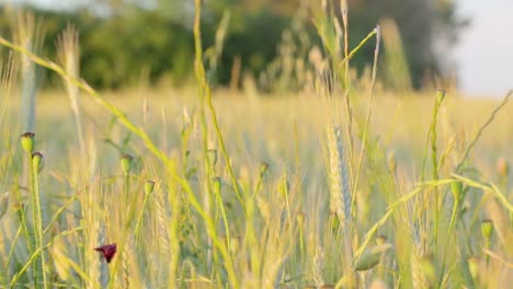 Field-of-wheat-close-up