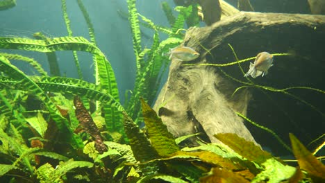 peces amarillos plateados nadando bajo el agua entre plantas acuáticas dentro del acuario en el zoológico, cerrar
