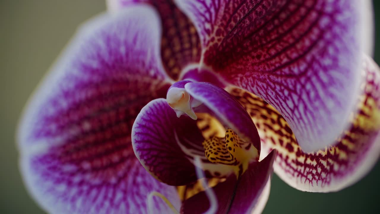 Close-up video shot of a budding flower with soft focus