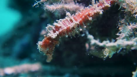 motionless pink hedgehog seahorse hidden in plain sight on coral reef