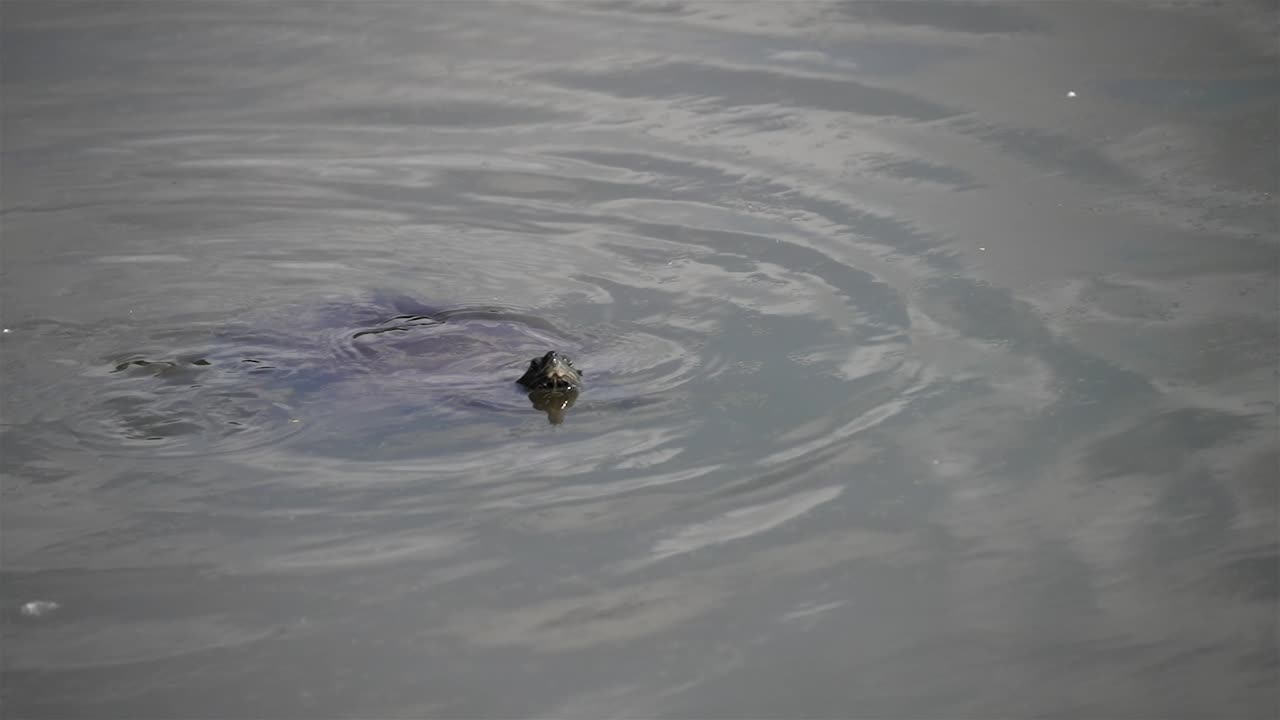 Painted turtle swims poking only head and tail out of water, slow motion
