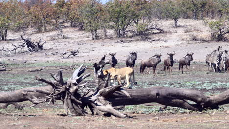 african lion walking on a dead tree, herd of wildebeests and zebras running away