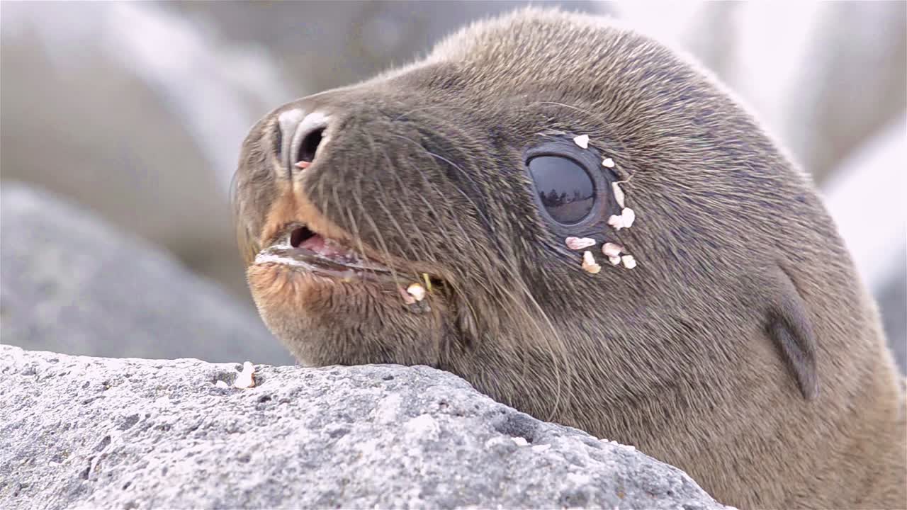 갈라파고스 국립공원 에콰도르의 북쪽 시모어 섬에 있는 갈라파고스 바다사자 새끼를 가까이서