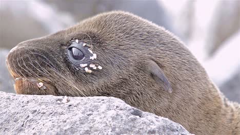 close up of a galapagos sea lion pup on north seymour island in galapagos national park ecuador