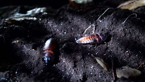madagascar hissing cockroach