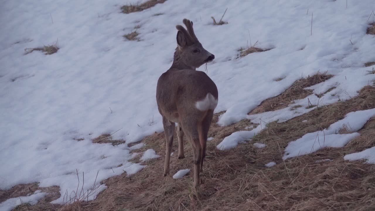 el corzo joven solitario se alimenta de hierba seca durante el invierno