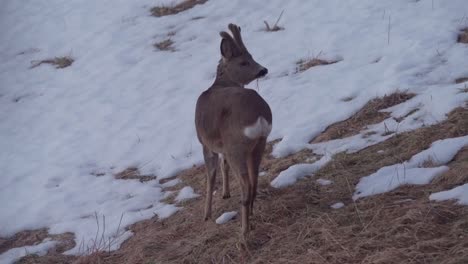 lone young roe deer feeds on dry grass during winter