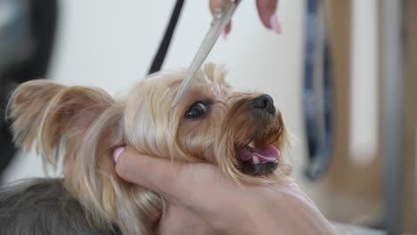 cutting dog's hair with scissors in a dog