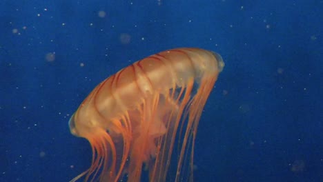 una medusa pulsa bailando en un acuario de londres.