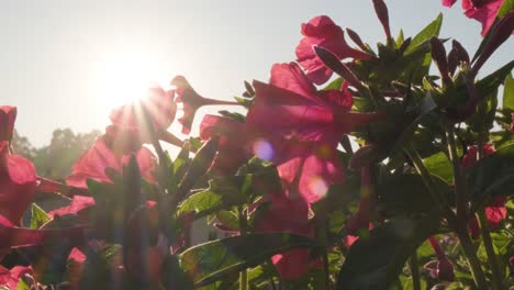Flores-Rosas-En-El-Jardín-Con-Luz-Solar-Brillante,-Bokeh-Y-Reflejo