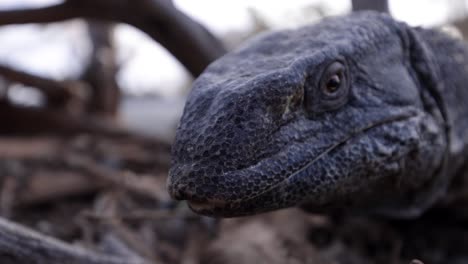 Lagarto-Monitor-De-Garganta-Negra-Probando-El-Aire,-Moviéndote-Con-La-Lengua,-Ampliado-De-Cerca.