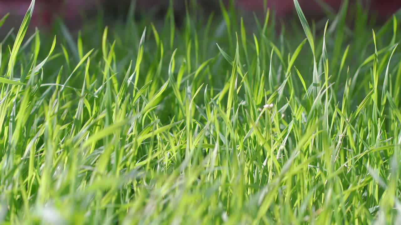 Closeup of green grass in a garden on a bright sunny day