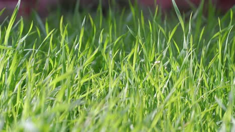 closeup of green grass in a garden on a bright sunny day
