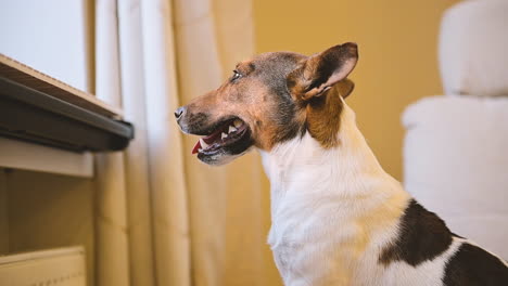 Die-Kamera-Fokussiert-Auf-Einen-Hund,-Der-Auf-Dem-Boden-Sitzt-Und-Aus-Dem-Fenster-Schaut