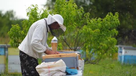 Male beekeeper with hive. The beekeeper examines bees in honeycombs.