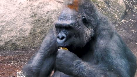 Plano-Medio-Del-Majestuoso-Gorila-De-Lomo-Gris-Comiendo-Fruta