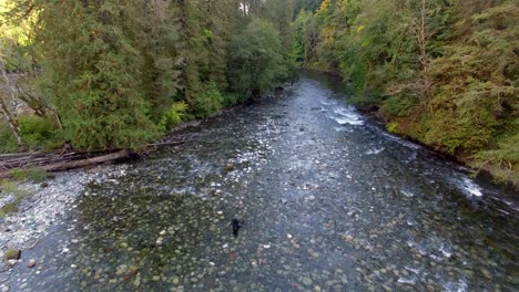 Aerial View of a Calm River in a Forest