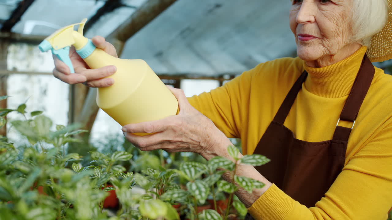 Senior woman watering plants in a greenhouse