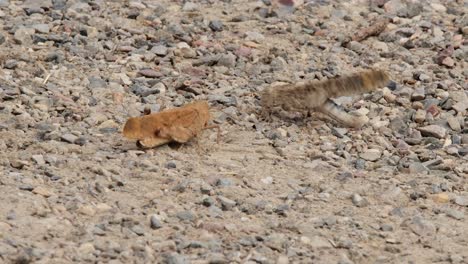 Closeup-view:-Two-russet-grasshoppers-interact-on-sandy-pebble-ground