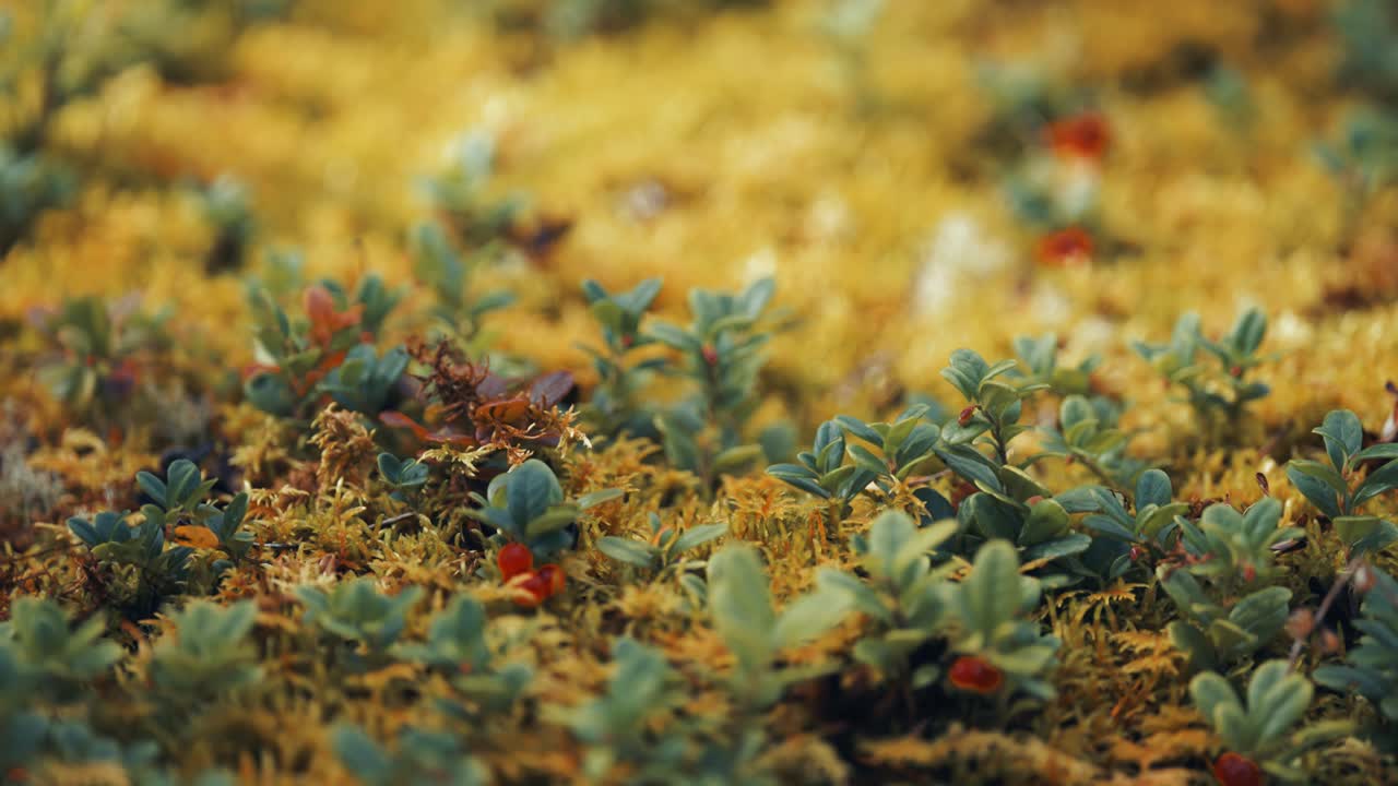 pequeñas plántulas de arándano en el musgo amarillo suave