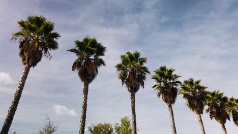 Descending-Row-of-Washingtonia-Filifera-Fan-Palm-Trees,-Static-Shot