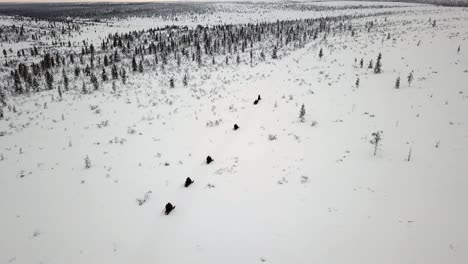 drone view of snowscootering in saariselka, lapland, finland