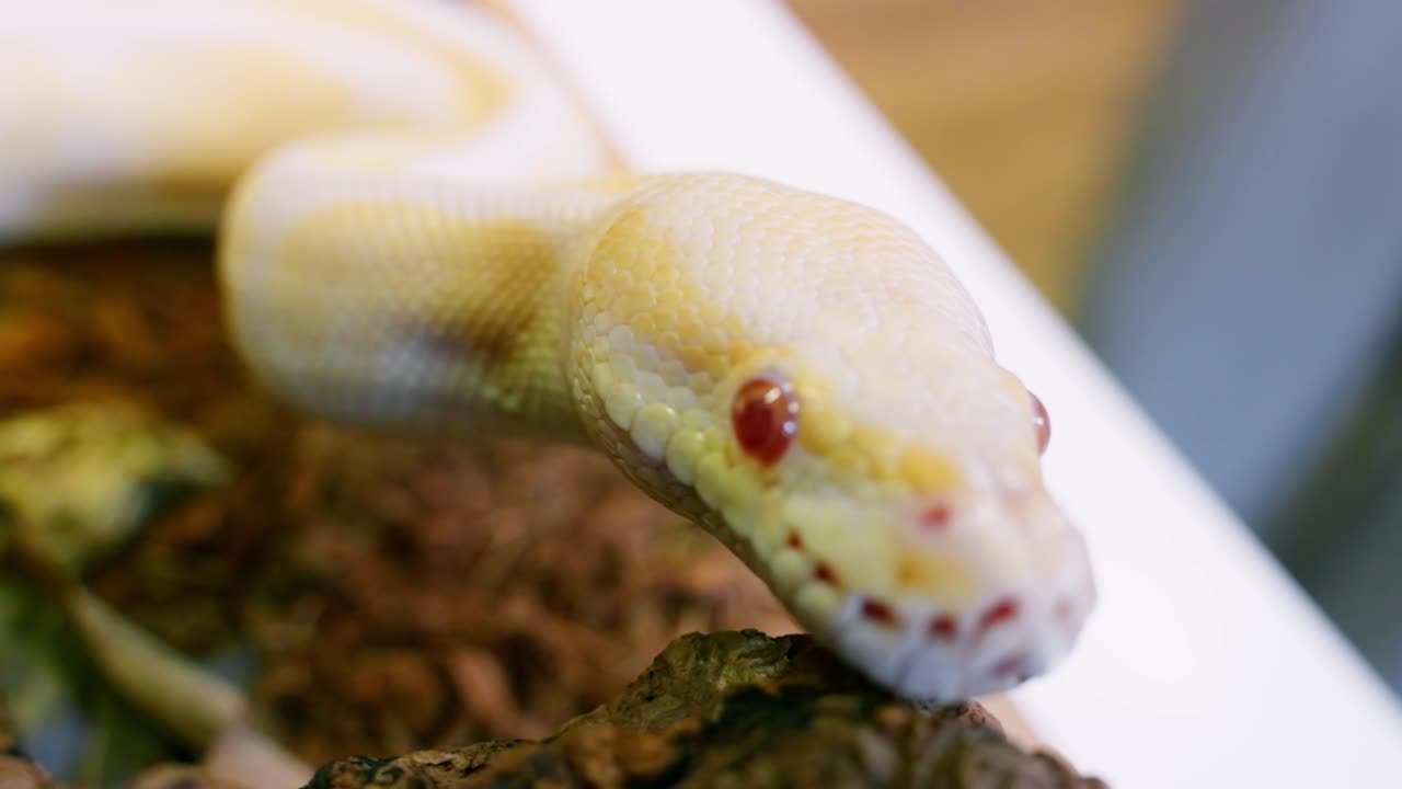 A close-up of an albino python moving slowly with a focused expression in a terrarium