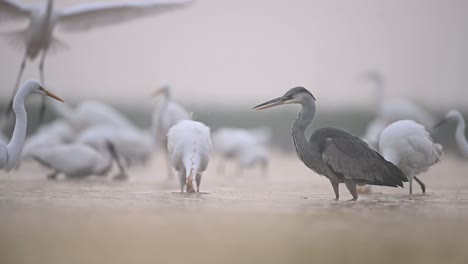 Garza-Real-Aterrizando-Con-Garza-Gris-En-La-Mañana