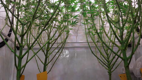 toma de plantas de cannabis que crecen en una carpa de cultivo durante la etapa de floración