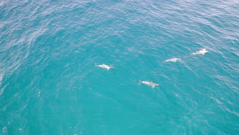 vista aérea de los delfines nadadores en el parque nacional de noosa, noosa sunshine coast, qld australia