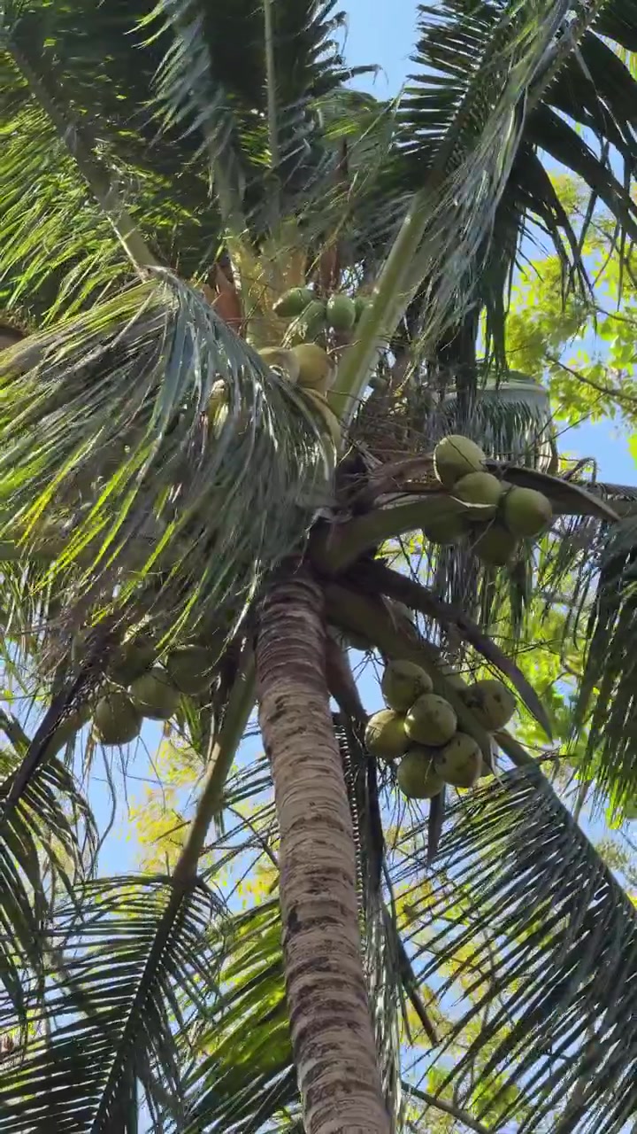 Low Angle View of Coconut Tree with Green Coconuts