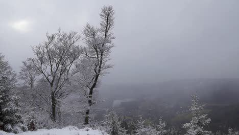 Nieve-Ligera-En-Agradable-Vista-Del-Valle-Con-árboles-Cubiertos-De-Nieve