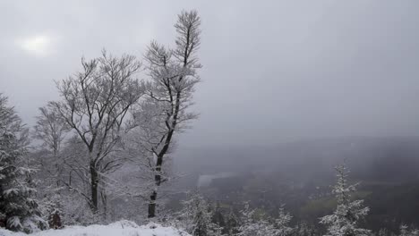 light snow on nice valleyview with snow covered trees